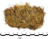 中文名:卵葉青蘚(B00001818)學名:Brachythecium rutabulum (Hedw.) B.S.G. (B00001818)