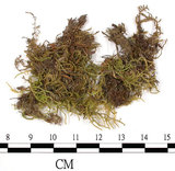 中文名:鉤葉青蘚(B00001820)學名:Brachythecium uncinifolium Broth. et Par.(B00001820)
