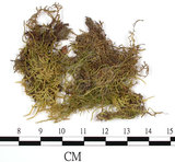 中文名:鉤葉青蘚(B00001820)學名:Brachythecium uncinifolium Broth. et Par.(B00001820)