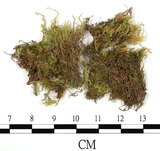 中文名:細枝青蘚(B00002509)學名:Brachythecium buchananii (Hook.) Jaeg.(B00002509)