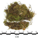 中文名:多刺青蘚(B00002514)學名:Brachythecium polystictum (Mitt.) Tak.(B00002514)