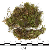 中文名:多刺青蘚(B00002514)學名:Brachythecium polystictum (Mitt.) Tak.(B00002514)