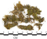 中文名:長肋青蘚(B00002516)學名:Brachythecium populeum (Hedw.) B.S.G. (B00002516)