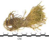 中文名:卵葉青蘚(B00002522)學名:Brachythecium rutabulum (Hedw.) B.S.G. (B00002522)