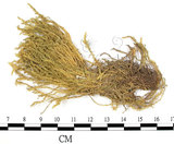 中文名:卵葉青蘚(B00002522)學名:Brachythecium rutabulum (Hedw.) B.S.G. (B00002522)