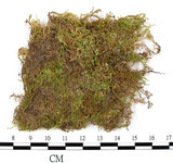 中文名:鉤葉青蘚(B00002523)學名:Brachythecium uncinifolium Broth. et Par.(B00002523)