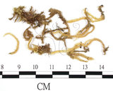 中文名:威氏青蘚(B00004702)學名:Brachythecium wichurae (Broth.) Par.(B00004702)