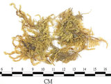 中文名:卵葉青蘚(B00004719)學名:Brachythecium rutabulum (Hedw.) B.S.G. (B00004719)