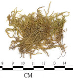 中文名:細枝青蘚(B00005094)學名:Brachythecium buchananii (Hook.) Jaeg.(B00005094)