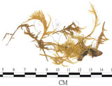 中文名:溪邊青蘚(B00005117)學名:Brachythecium rivulare B.S.G. (B00005117)