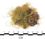 中文名:羽枝青蘚(B00005663)學名:Brachythecium plumosum (Hedw.) B. S. G.(B00005663)