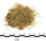 中文名:羽枝青蘚(B00005663)學名:Brachythecium plumosum (Hedw.) B. S. G.(B00005663)