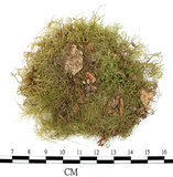 中文名:羽枝青蘚(B00005672)學名:Brachythecium plumosum (Hedw.) B. S. G.(B00005672)