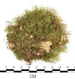 中文名:羽枝青蘚(B00005672)學名:Brachythecium plumosum (Hedw.) B. S. G.(B00005672)