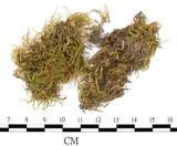 中文名:羽枝青蘚(B00005925)學名:Brachythecium plumosum (Hedw.) B. S. G.(B00005925)