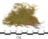 中文名:(B00005977)學名:Brachythecium populeum (Hedw.) B. S. G. var. yamamotoi (Sak.) Tak.(B00005977)