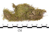 中文名:溪邊青蘚(B00005998)學名:Brachythecium rivulare B.S.G. (B00005998)