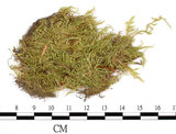 中文名:羽枝青蘚狹葉變種(B00006786)學名:Brachythecium plumosum (Hedw.) B.S.G. var. mimmayae (Besch.) Card.(B00006786)
