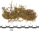 中文名:鉤葉青蘚(B00006788)學名:Brachythecium uncinifolium Broth. et Par.(B00006788)