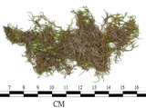 中文名:石地青蘚(B00006796)學名:Brachythecium glarecosum (Spruc.) B.S.G. (B00006796)