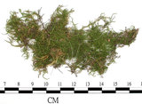 中文名:石地青蘚(B00006796)學名:Brachythecium glarecosum (Spruc.) B.S.G. (B00006796)