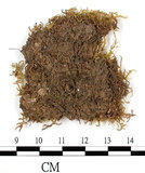 中文名:石地青蘚(B00006801)學名:Brachythecium glarecosum (Spruc.) B.S.G. (B00006801)