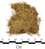 中文名:石地青蘚(B00006801)學名:Brachythecium glarecosum (Spruc.) B.S.G. (B00006801)