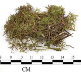 中文名:皺葉青蘚(B00006803)學名:Brachythecium kuroishicum Besch.(B00006803)