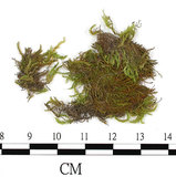 中文名:羽枝青蘚狹葉變種(B00006804)學名:Brachythecium plumosum (Hedw.) B.S.G. var. mimmayae (Besch.) Card.(B00006804)