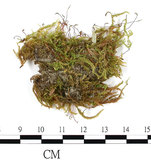 中文名:羽枝青蘚(B00008221)學名:Brachythecium plumosum (Hedw.) B. S. G.(B00008221)