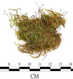 中文名:羽枝青蘚(B00008221)學名:Brachythecium plumosum (Hedw.) B. S. G.(B00008221)