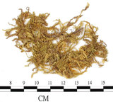 中文名:(B00008677)學名:Brachythecium campestre (C. Muell.) B. S. G.(B00008677)