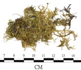 中文名:細枝青蘚(B00008682)學名:Brachythecium buchananii (Hook.) Jaeg.(B00008682)