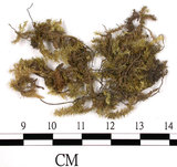中文名:(B00008798)學名:Brachythecium campestre (C. Muell.) B. S. G.(B00008798)
