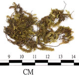 中文名:(B00008798)學名:Brachythecium campestre (C. Muell.) B. S. G.(B00008798)