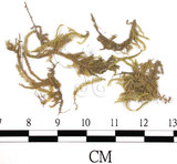 中文名:(B00009553)學名:Brachythecium amnicolum Muell.(B00009553)