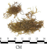 中文名:(B00009556)學名:Brachythecium campestre (C. Muell.) B. S. G.(B00009556)