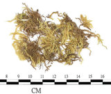 中文名:(B00009557)學名:Brachythecium campestre (C. Muell.) B. S. G.(B00009557)