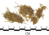 中文名:(B00009566)學名:Brachythecium dicranoides C. Muell.(B00009566)