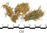 中文名:(B00009566)學名:Brachythecium dicranoides C. Muell.(B00009566)