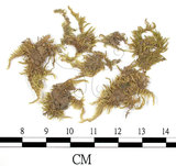 中文名:(B00009568)學名:Brachythecium fasciculrameum C. Muell.(B00009568)