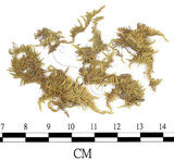 中文名:(B00009568)學名:Brachythecium fasciculrameum C. Muell.(B00009568)