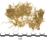 中文名:石地青蘚(B00009572)學名:Brachythecium glarecosum (Spruc.) B.S.G. (B00009572)