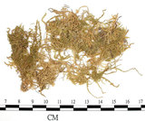 中文名:石地青蘚(B00009572)學名:Brachythecium glarecosum (Spruc.) B.S.G. (B00009572)