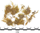 中文名:石地青蘚(B00009573)學名:Brachythecium glarecosum (Spruc.) B.S.G. (B00009573)