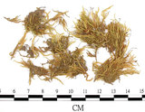 中文名:石地青蘚(B00009573)學名:Brachythecium glarecosum (Spruc.) B.S.G. (B00009573)