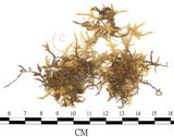 中文名:(B00009575)學名:Brachythecium glauco-viride C. Muell. (B00009575)