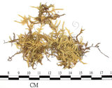 中文名:(B00009575)學名:Brachythecium glauco-viride C. Muell. (B00009575)