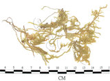 中文名:(B00009577)學名:Brachythecium gracile B.S.C. (B00009577)