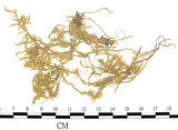 中文名:(B00009577)學名:Brachythecium gracile B.S.C. (B00009577)